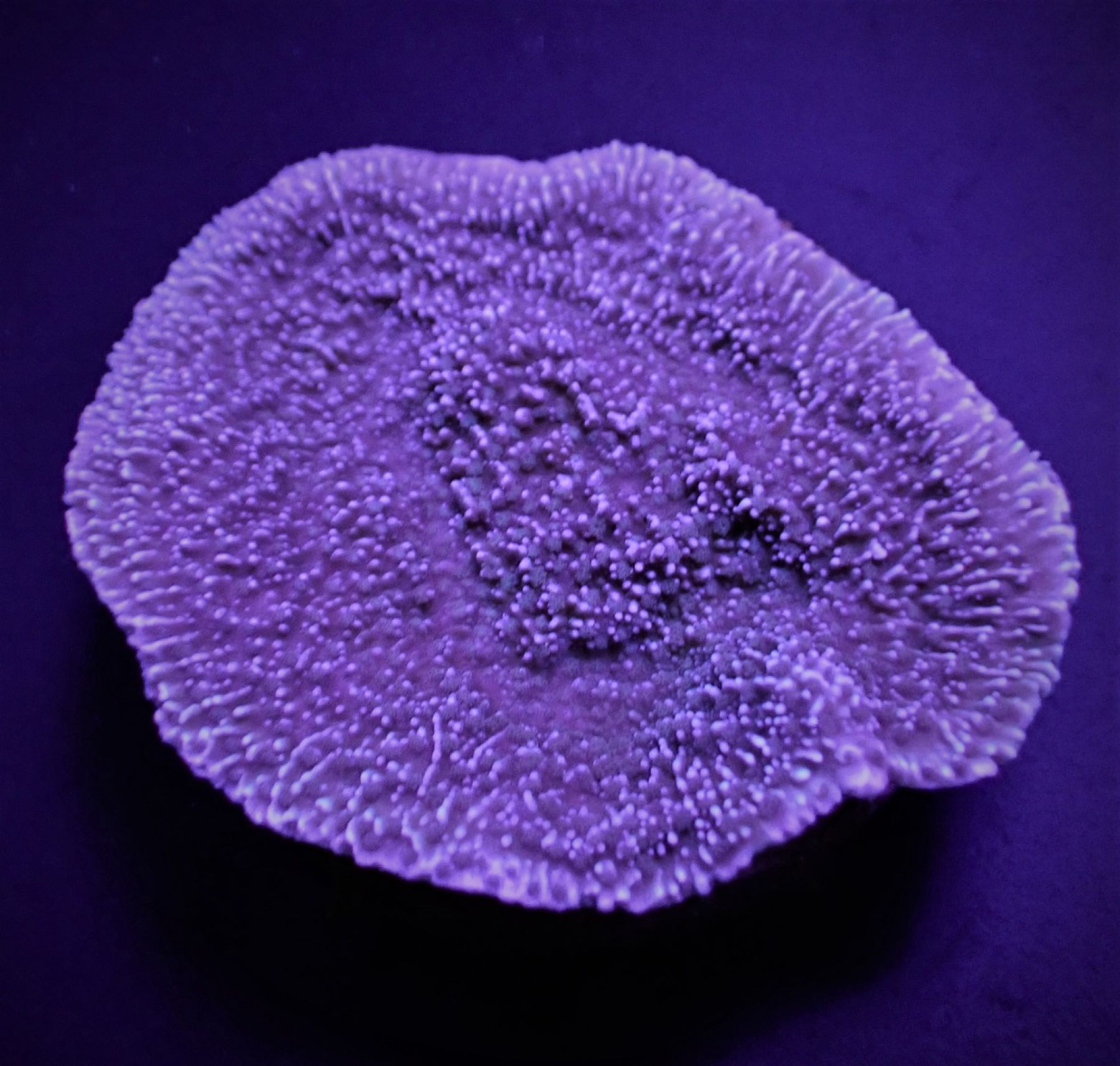 Montipora spp. (Laminar) (Purple/Blue)